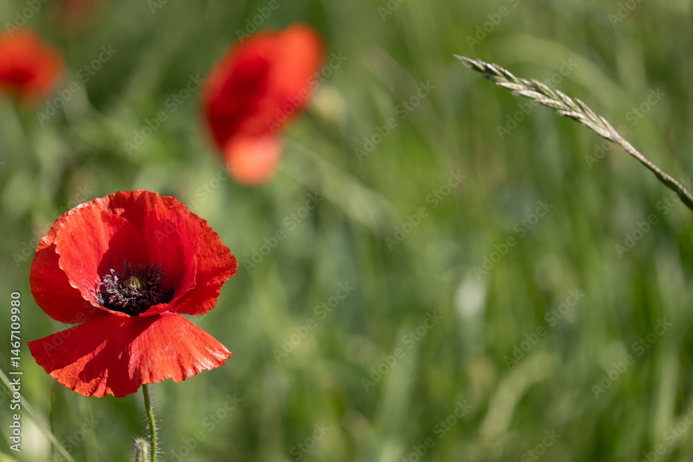 Obraz premium red poppy flower