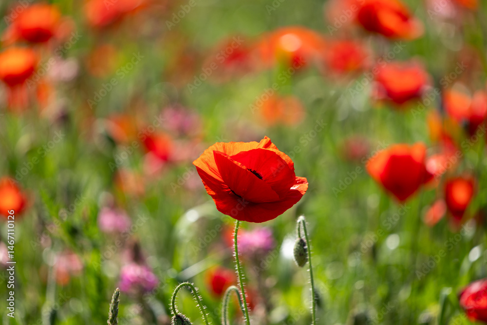 Obraz premium red poppy flowers