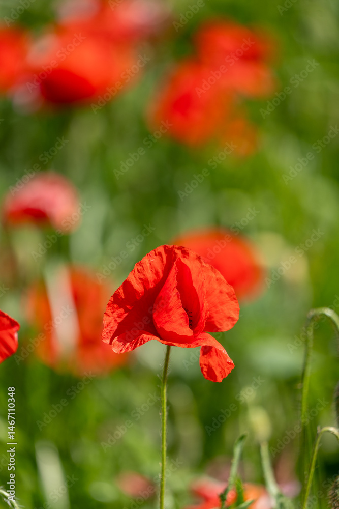Fototapeta premium red poppy flower