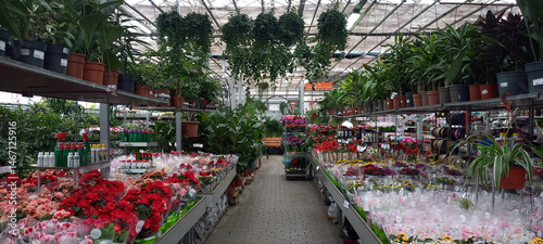 Colorful flowers and green plants in pots on display at a garden center or flower shop. Various blooming plants arranged on metal shelves in a greenhouse environment.