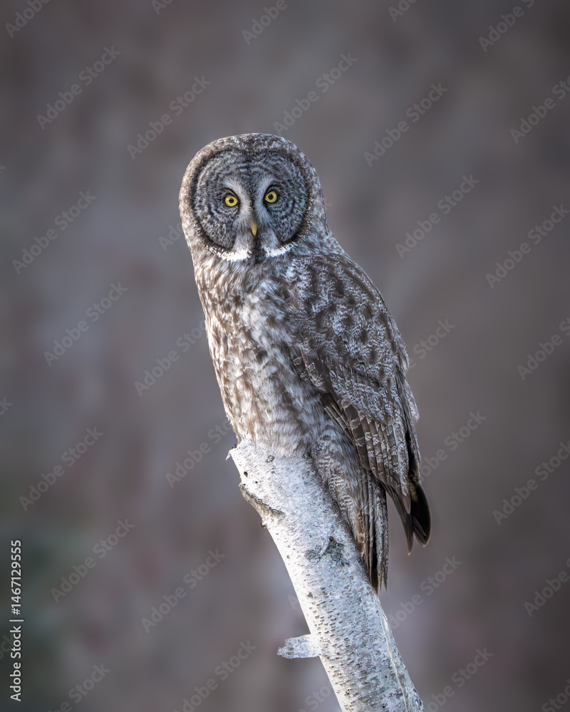 Fototapeta premium Great Gray Owl roosting