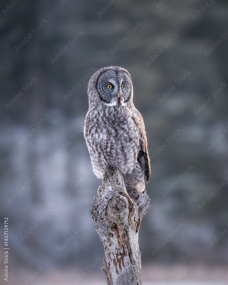 Fototapeta premium Great Gray Owl roosting