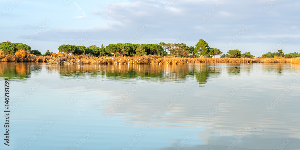 Fototapeta premium Calm morning view of Canet-en-Roussillon lagoon with still water, golden reeds, and pine trees reflecting under a cloudy sky in southern France.
