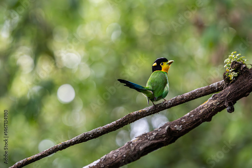 The colorful bird sitting on a branch and waiting for its mate 
