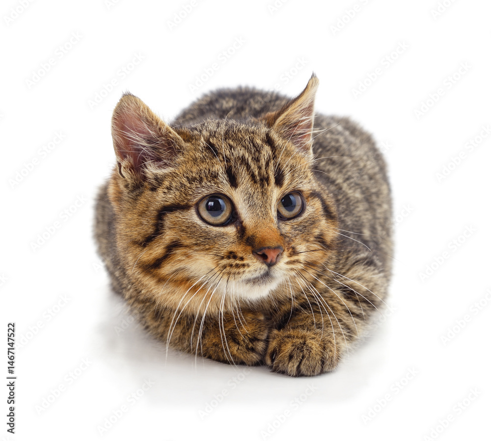 Fototapeta premium Small gray kitten.