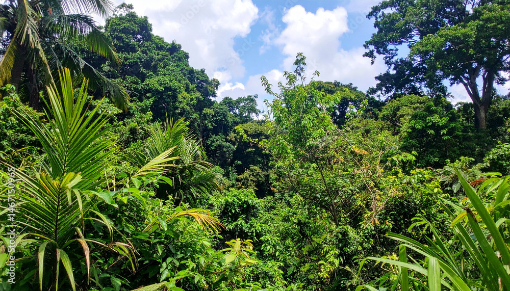 Fototapeta premium Lush tropical rainforest vegetation, with vibrant green foliage and diverse plant life, representing El Salvador's rich biodiversity.