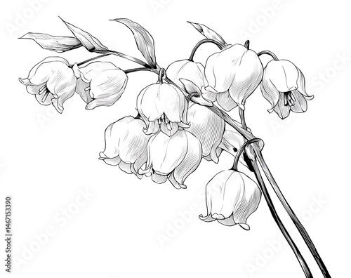 Obraz na płótnie Elegant Line Art of Flower of the Valley Botanical Illustration Minimalist Design White Background Artistic Perspective w salonie