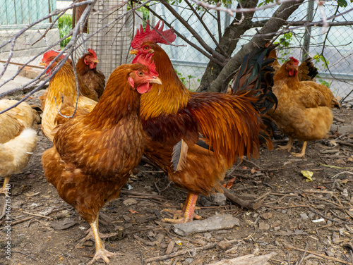 Rooster with chicken standing next to each other under a tree
