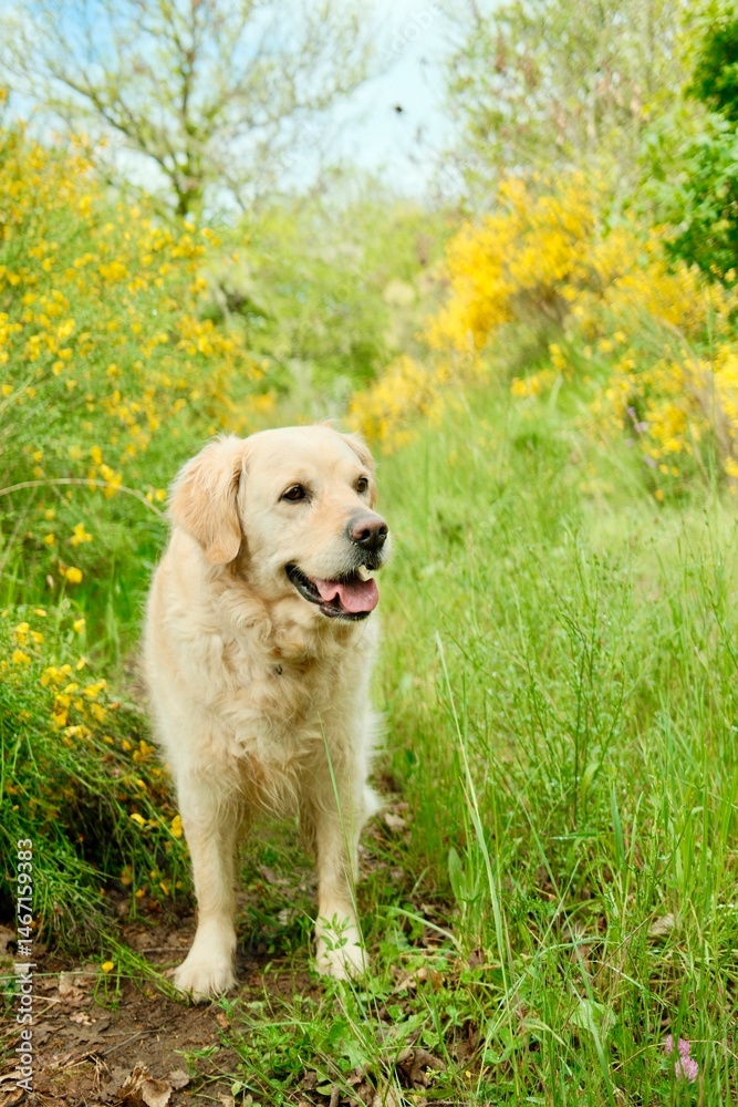 Perro Golden Retriever entre flores amarillas en un campo verde. Perro Golden Retriever entre flores amarillas en un campo verde.