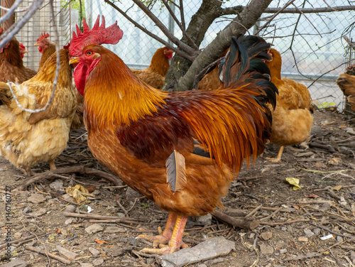 Rooster with chicken standing next to each other under a tree