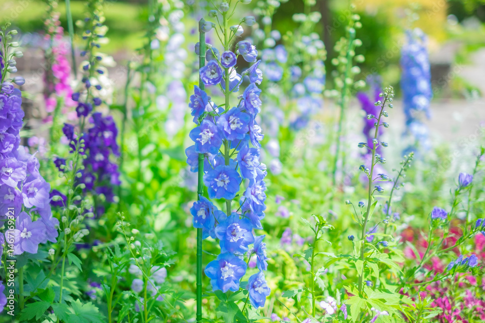 Obraz premium デルフィニウムの花畑