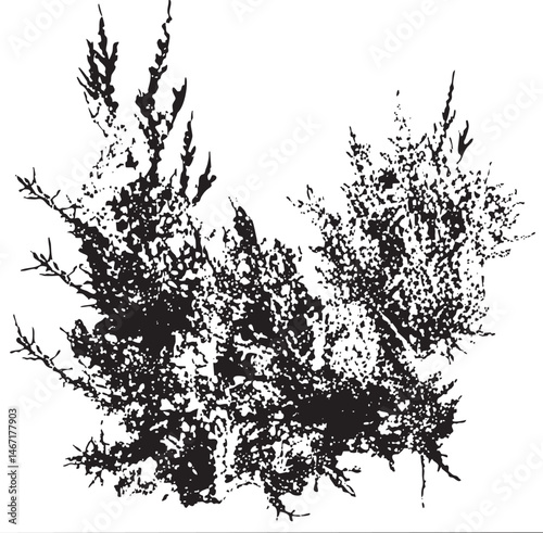A dense cluster of dark textured foliage forms a chaotic organic shape.