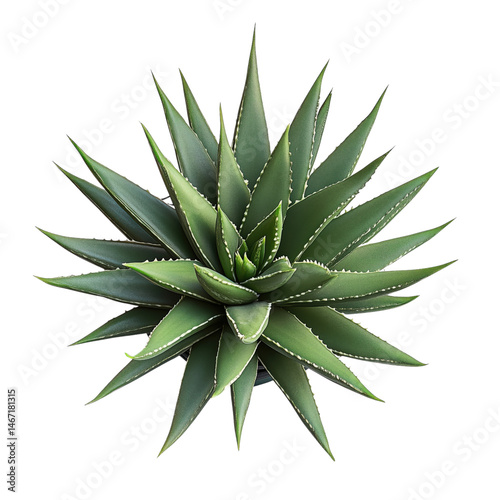 Obraz na płótnie aloe vera plant on isolated background isolated w salonie