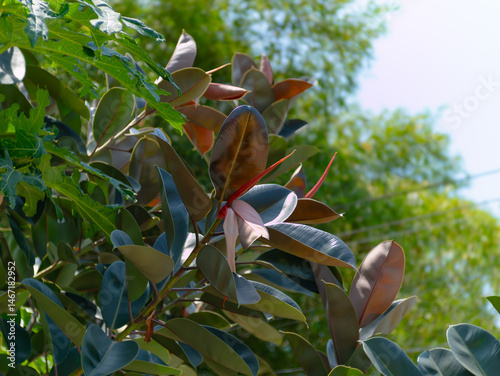 the the leaves of ficus elastica (also known as the rubber fig, rubber bush, rubber tree, rubber plant) in nature. The tropical green red leaves pattern for nature concept.