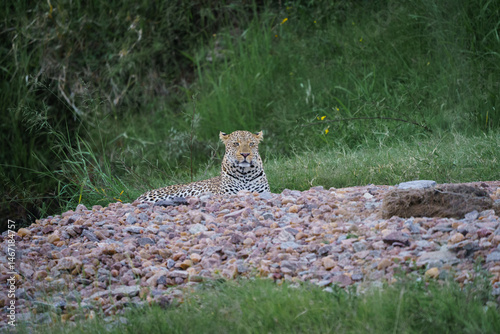 Leopard in the wild