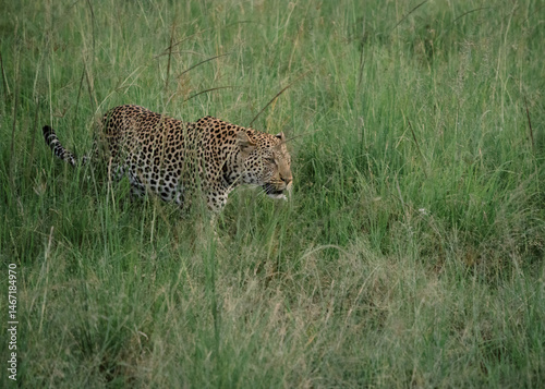 Leopard in the wild