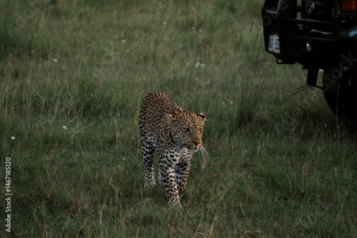 leopard in the wild