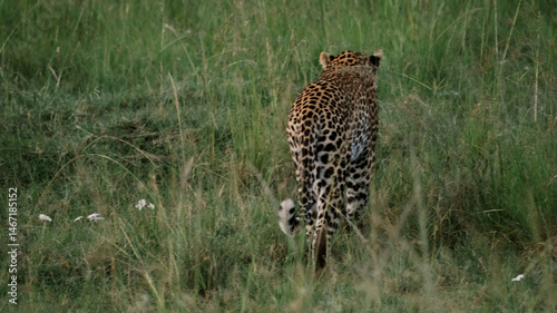 Leopard in the wild