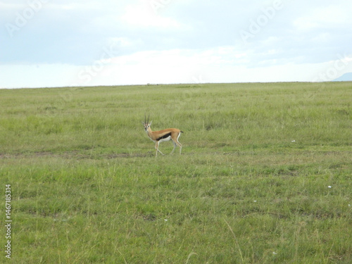 gazelle