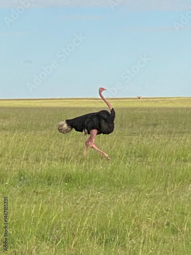 ostrich in the wild
