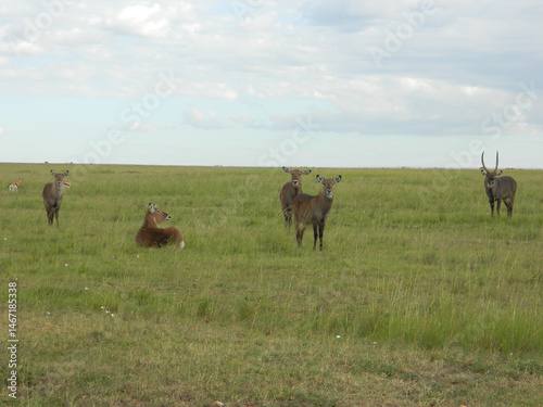 topi african deer in savannah

