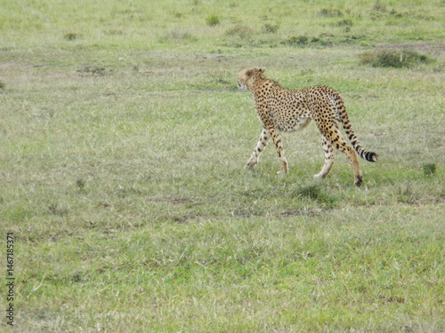 wild cheetah in the savannah