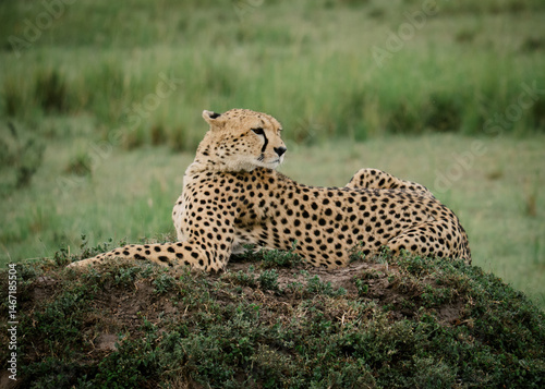 wild cheetah in the savannah