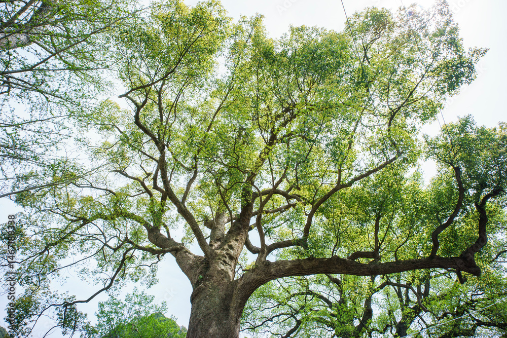 Fototapeta premium Camphor trees that are over 600 years old