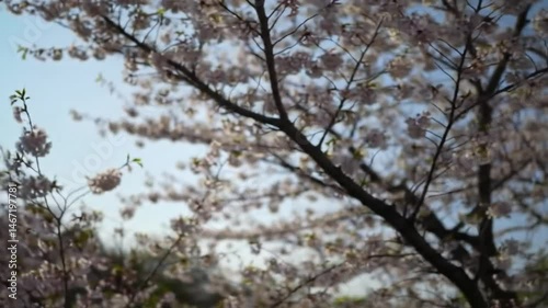 Looking up at cherry blossom trees with white flowers against a clear blue sky on a sunny spring day