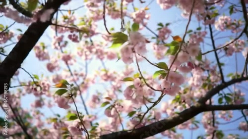 A close up shot of pink cherry blossoms blooming on a tree branch against a bright blue sky backdrop