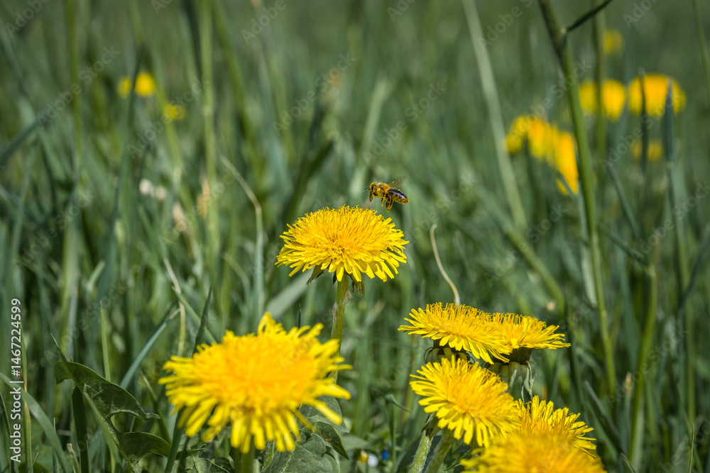 Obraz premium Eine Biene sammelt Pollen und Blütenstaub für Honig auf einer gelben Löwenzahn blühte Blume, Deutschland
