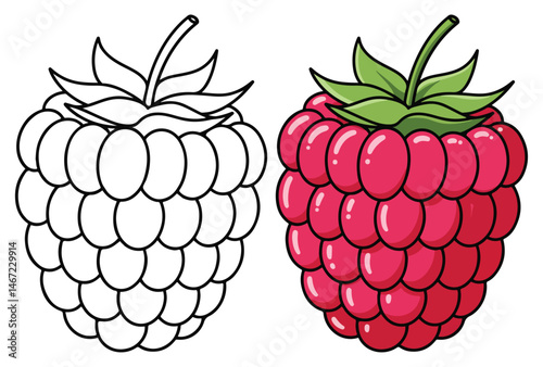 Raspberry Line Art Vector Outline Illustration Black and White with Coloring Sample. Bold and Easy Food, Fruits, Sweets, Drinks, Dessert, and Snacks Coloring Pages for Adults, Kids, and Toddlers