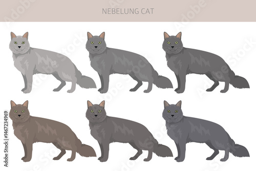 Neva Masquerade Cat clipart. All coat colors set.  All cat breeds characteristics infographic. Vector illustration