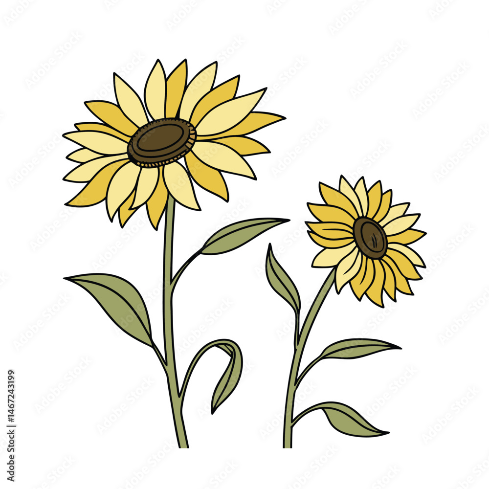 Fototapeta premium sunflower white background vector art illustration