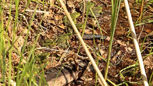 Zahlreiche Teichfrösche (Pelophylax esculentus) sonnen sich am Teichufer