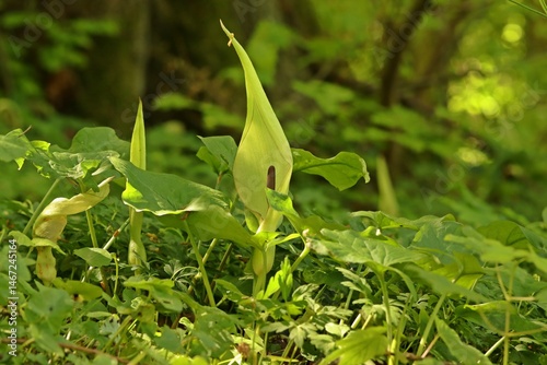 Blühender Gefleckter Aronstab (Arum maculatum).