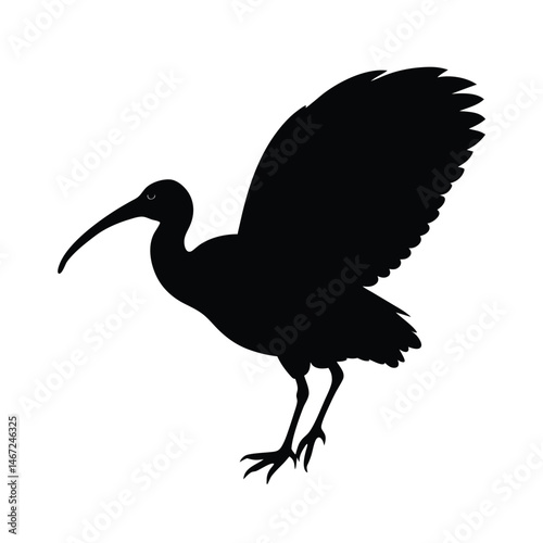 Bald Ibis Gliding Vector Silhouette