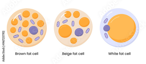 Vector set of brown, beige and white fat cells. Illustration of adipose tissue	