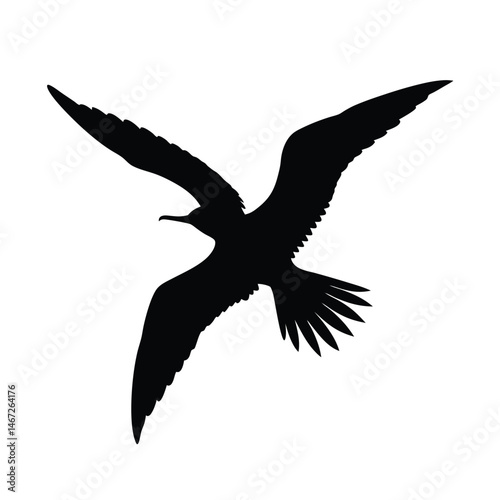 Frigatebird Soaring Vector Silhouette