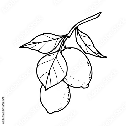 citrus lemon twig vector illustration