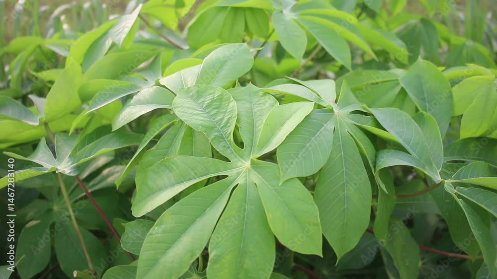 Cassava Leaves Contain Many Nutrients and Are Good for Daily Consumption