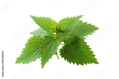 Fresh green stinging nettle leaves on a transparent background vector, showcasing natural herbal remedy and healthy eating concept
