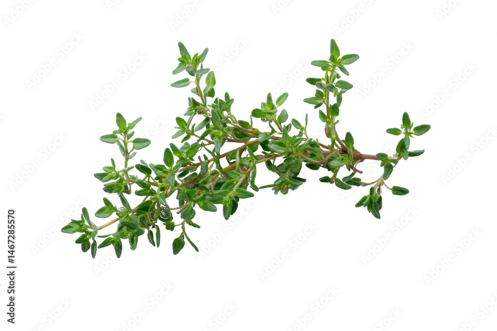 Fresh thyme sprig on a transparent background vector, aromatic herb for culinary use and herbal medicine Fresh thyme sprig on a transparent background vector, aromatic herb for culinary use and herbal medicine