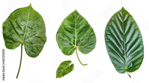 Different tropical leaves flat lay arrangement on white surface
