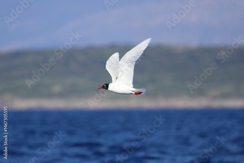 Closeup of a Black-Headed Gull, Chroicocephalus ridibundus flying over a sea. Adult winter plumage
