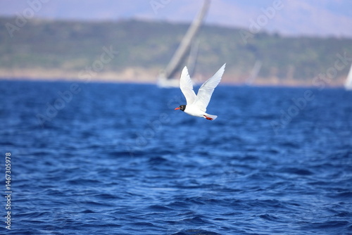 Closeup of a Black-Headed Gull, Chroicocephalus ridibundus flying over a sea. Adult winter plumage