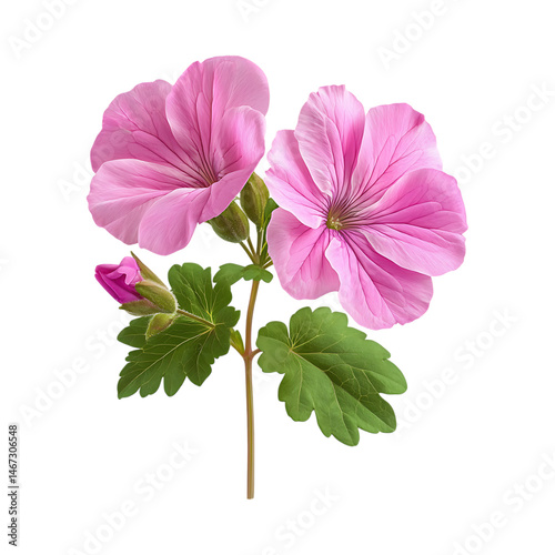Pink Flowers Botanical Illustration Floral Image Nature Photography against transparent background