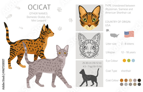 Ocicat, Ocelot Cat clipart. All coat colors set.  All cat breeds characteristics infographic. Vector illustration