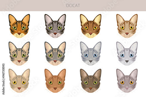 Ocicat, Ocelot Cat clipart. All coat colors set.  All cat breeds characteristics infographic. Vector illustration