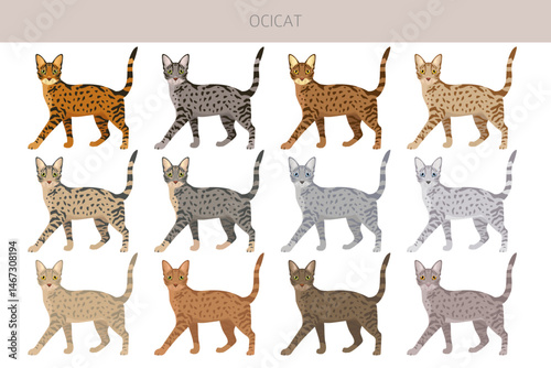 Ocicat, Ocelot Cat clipart. All coat colors set.  All cat breeds characteristics infographic. Vector illustration